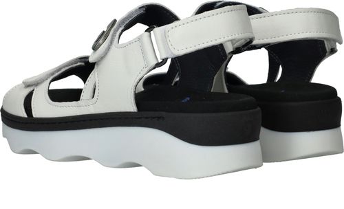 Durlinger Wolky Medusa