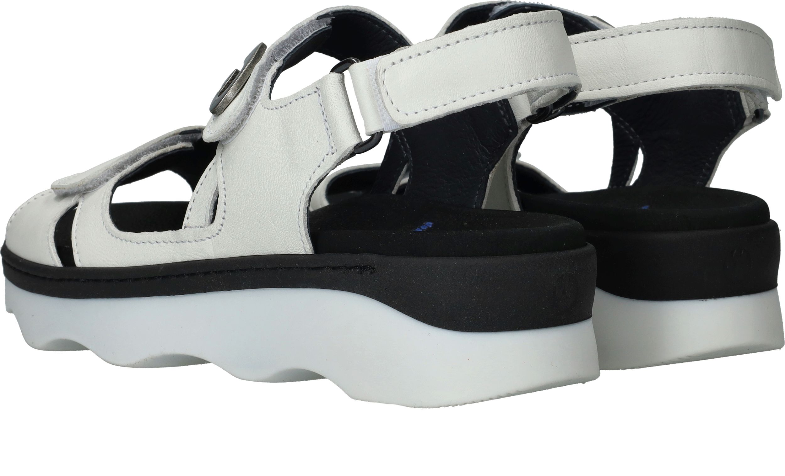 Durlinger Wolky Medusa