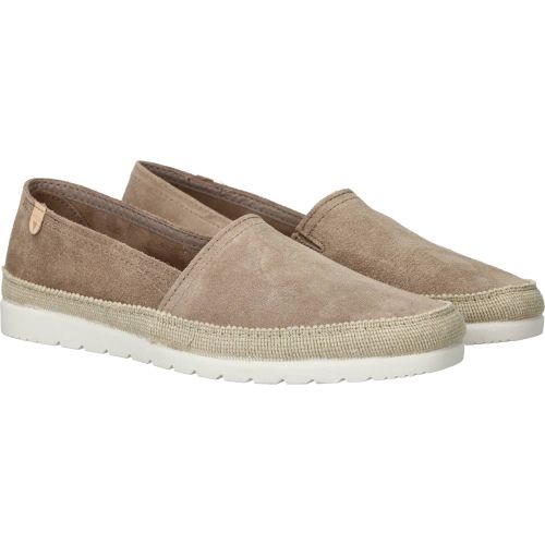 Durlinger Verbenas Noa